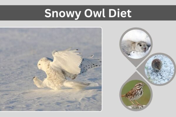 Snowy Owl Diet: What Do Snowy Owls Eat?