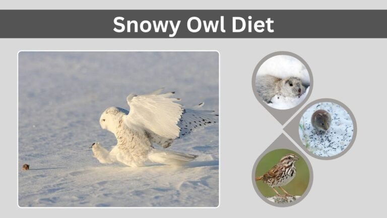 Snowy Owl Diet: What Do Snowy Owls Eat?