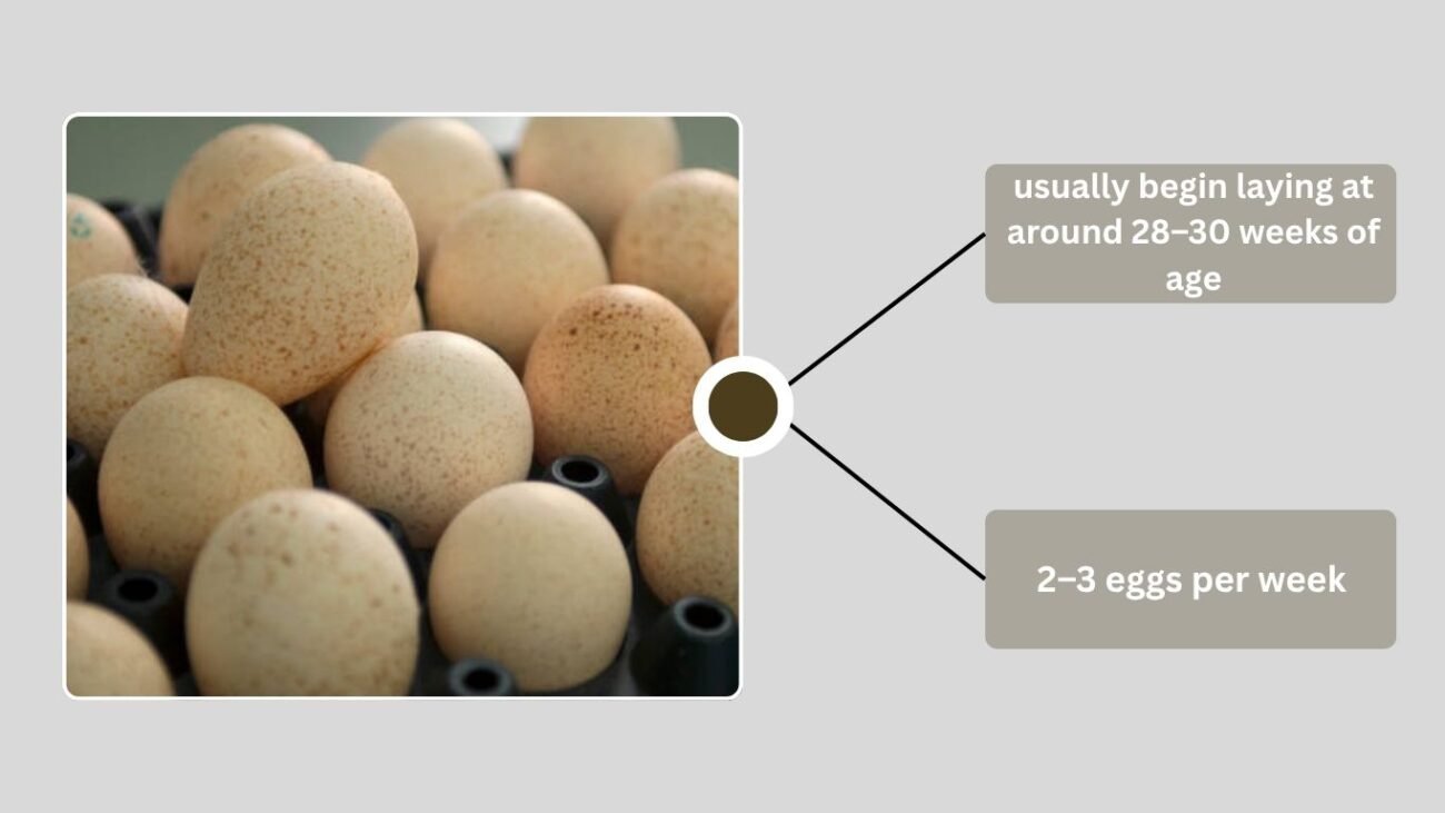 Do Turkeys Lay Eggs? Understanding Turkey Egg Production