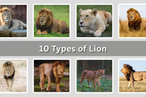 10 Types of Lion Identification with Pictures