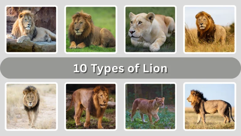 10 Types of Lion Identification with Pictures