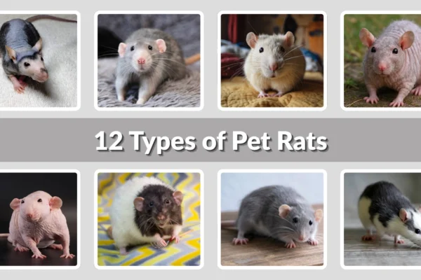 12 Types of Pet Rats Friendly, Unique, and Easy Companions