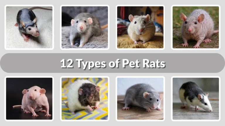 12 Types of Pet Rats Friendly, Unique, and Easy Companions