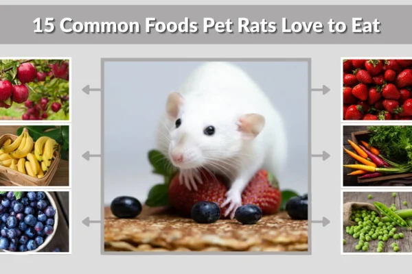 15 Common Foods Pet Rats Love to Eat  Safe and Tasty Foods