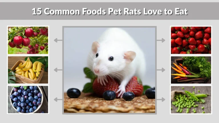 15 Common Foods Pet Rats Love to Eat  Safe and Tasty Foods