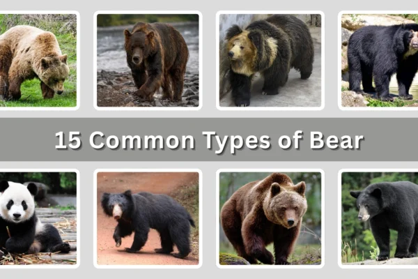 15 Common Types of Bear Identification with Pictures