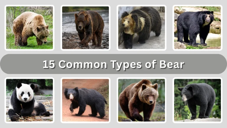 15 Common Types of Bear Identification with Pictures