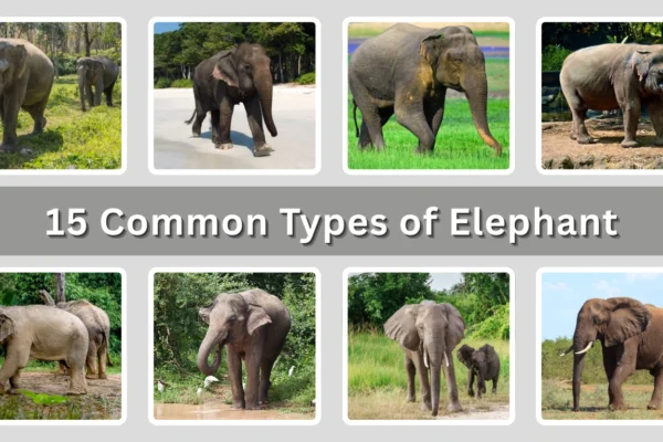 15 Common Types of Elephant Identification with Pictures