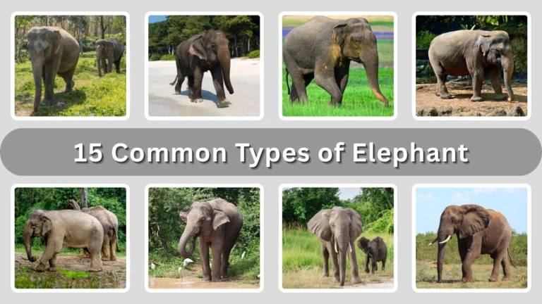 15 Common Types of Elephant Identification with Pictures