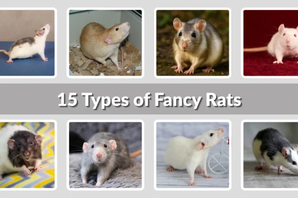 15 Types of Fancy Rats Popular Varieties Every Owner Should Know