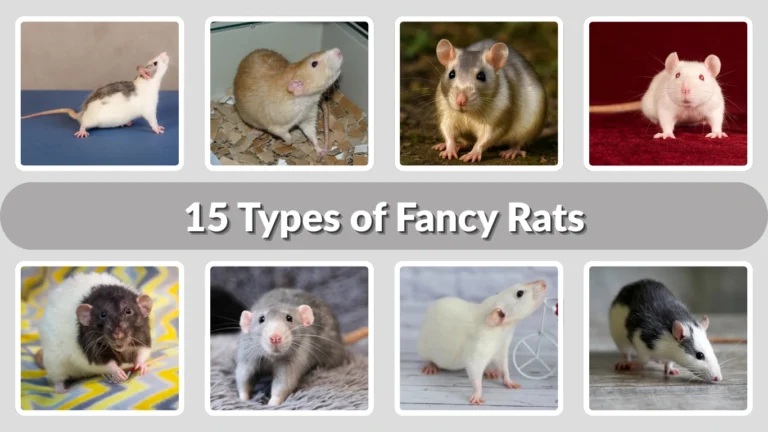 15 Types of Fancy Rats Popular Varieties Every Owner Should Know
