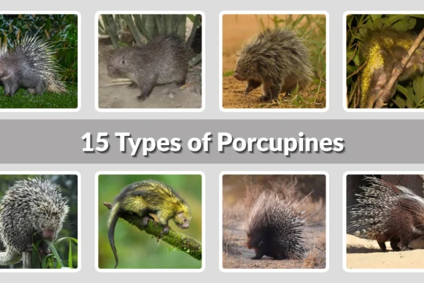 15 Types of Porcupines Identification with Pictures