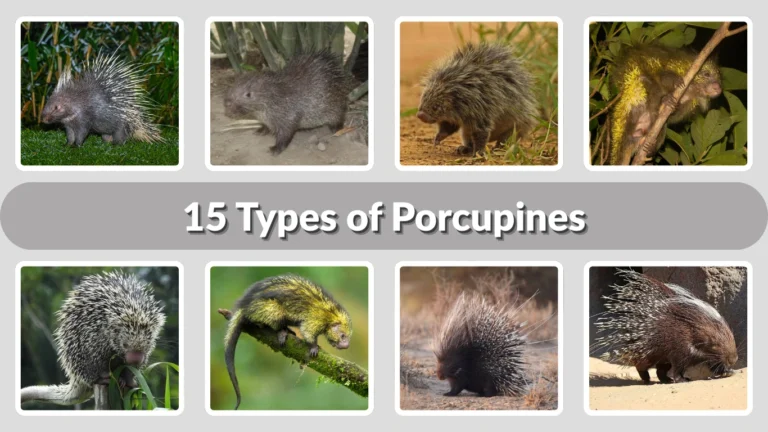 15 Types of Porcupines: Identification with Pictures