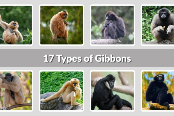 17 Types of Gibbons Identification with Name & Pictures