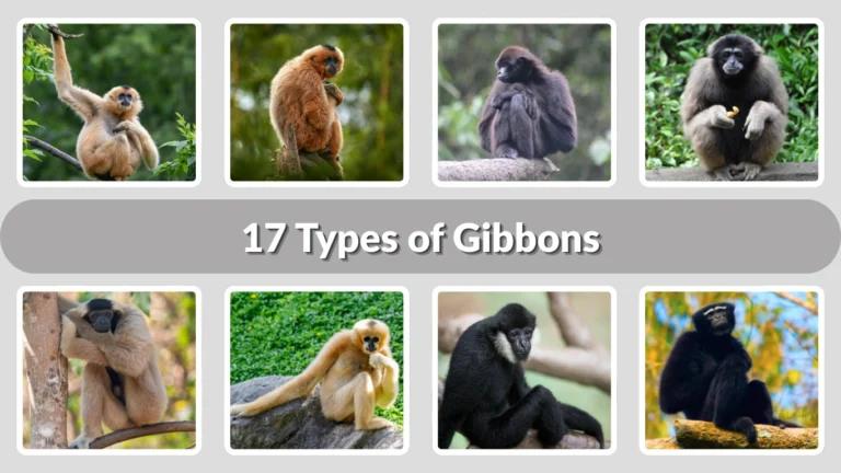 17 Types of Gibbons: Identification with Name & Pictures