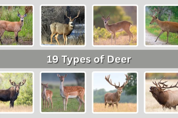 19 Types of Deer Identification with Picture