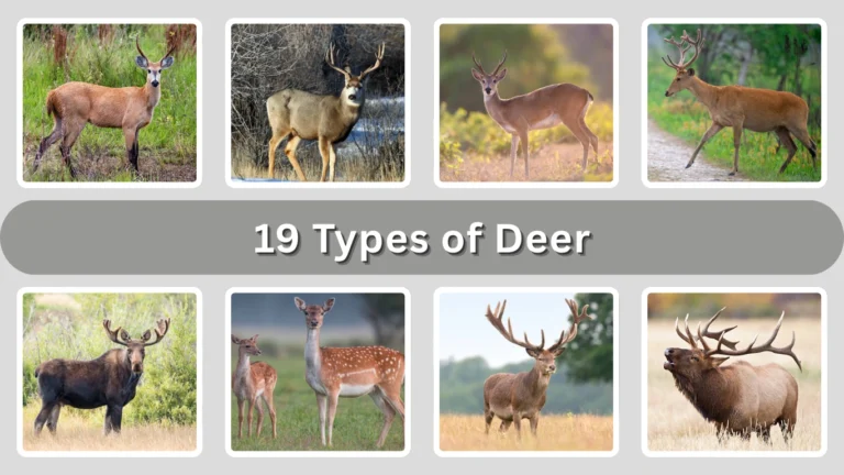 19 Types of Deer Identification with Picture