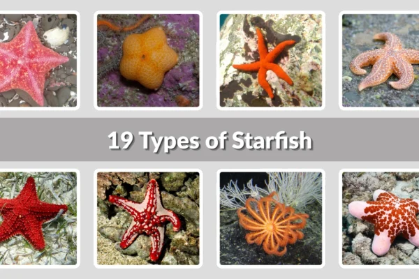 19 Types of Starfish  Identification with Name & Pictures 