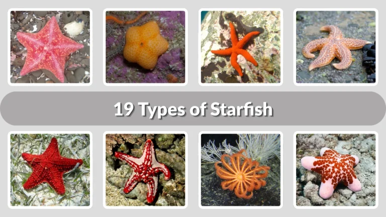 19 Types of Starfish  Identification with Name & Pictures 