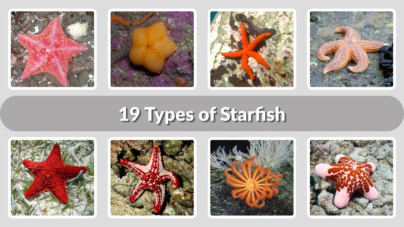 19 Types Of Starfish Identification With Name Pictures