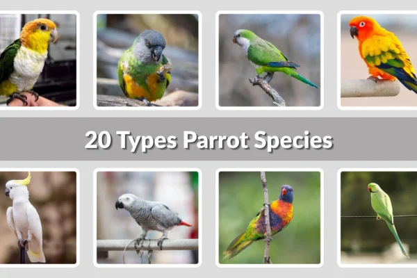 20 Types Parrot Species Identification With Picture