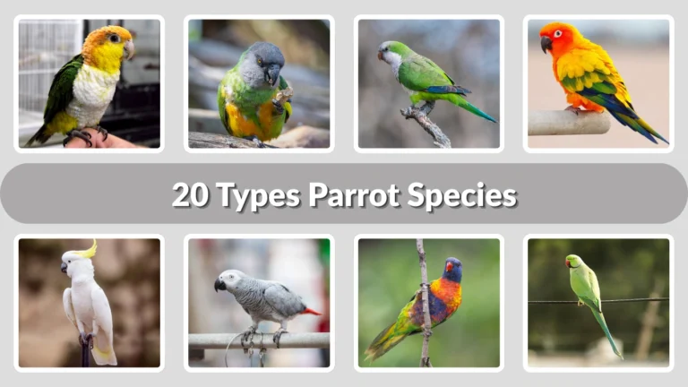 20 Types Parrot Species: Identification With Picture