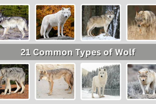 21 Common Types of Wolf Identification with Picture