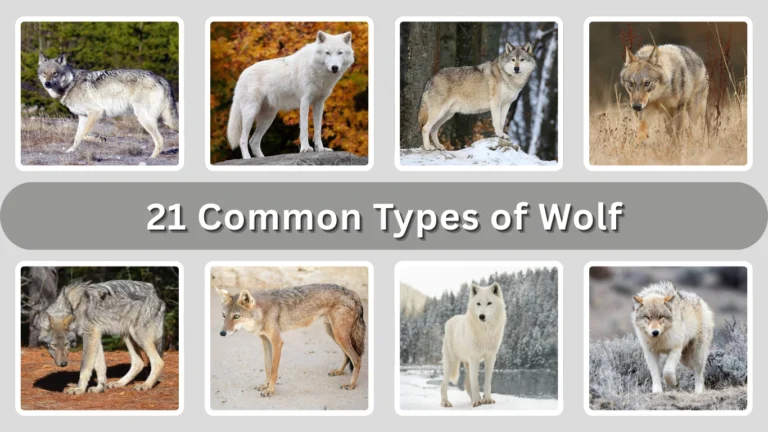 21 Common Types of Wolf: Identification with Picture