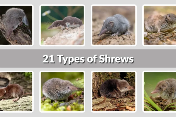 21 Types of Shrews Identification with Pictures