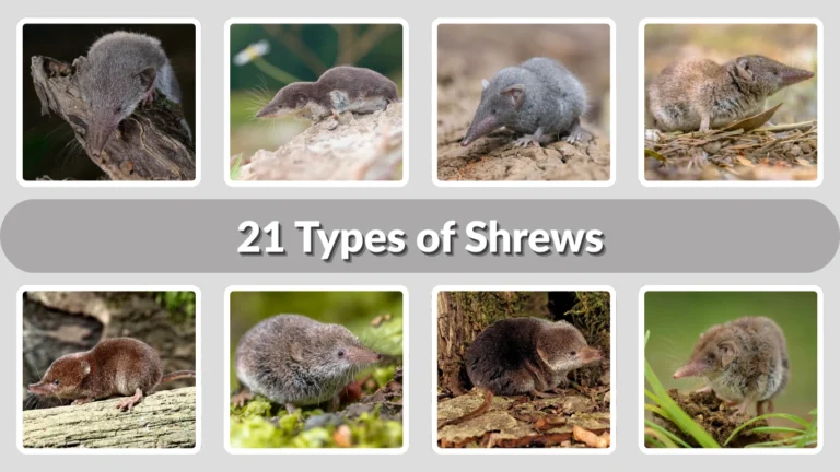 21 Types of Shrews Identification with Pictures