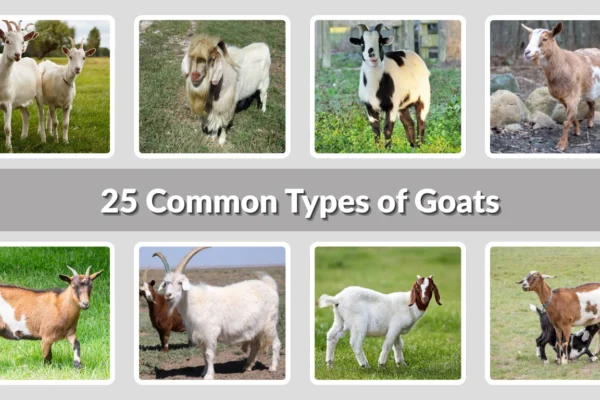 25 Common Types of Goats Identification with Picture