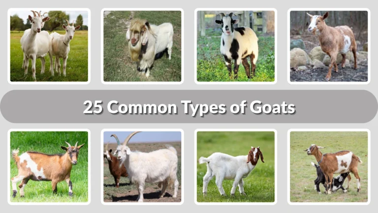 25 Common Types of Goats Identification with Picture