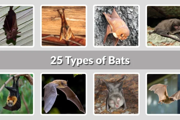 25 Types of Bats Identification with Pictures