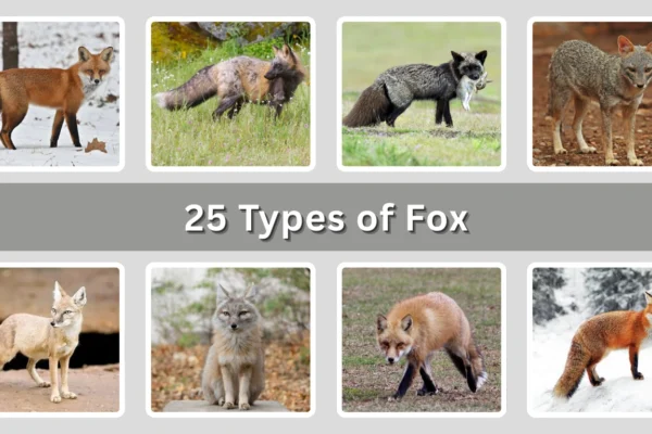 25 Types of Fox Identification with Picture