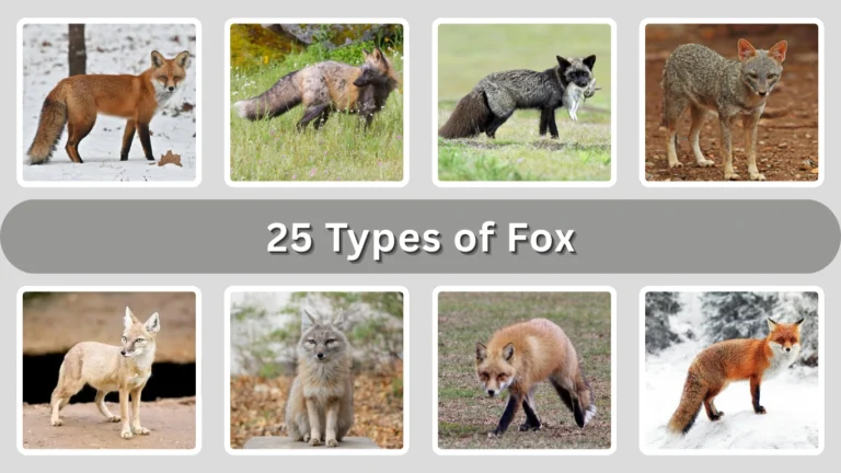 25 Types of Fox Identification with Picture