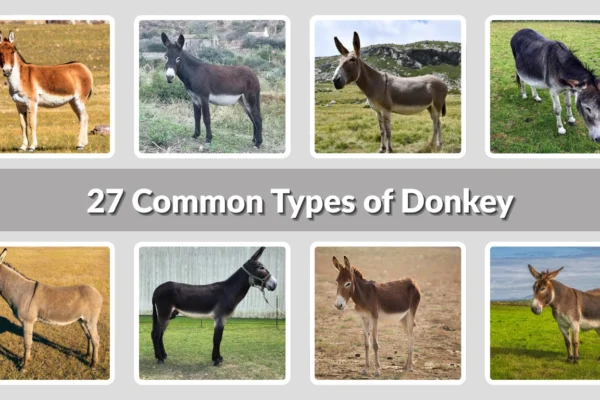 27 Common Types of Donkey Identification with Picture