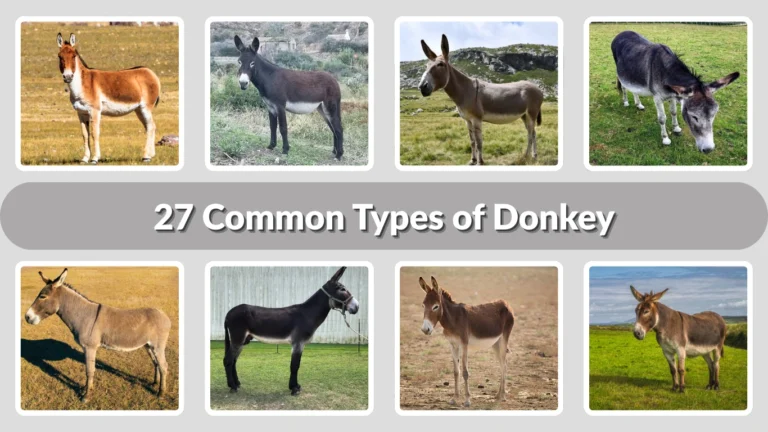 27 Common Types of Donkey Identification with Picture