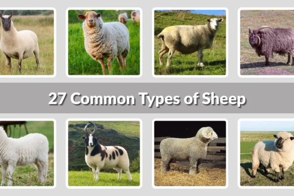 27 Common Types of Sheep Identification with Picture
