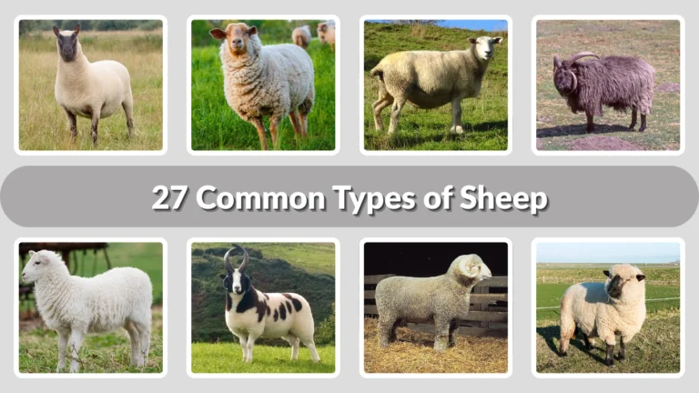 27 Common Types of Sheep Identification with Picture