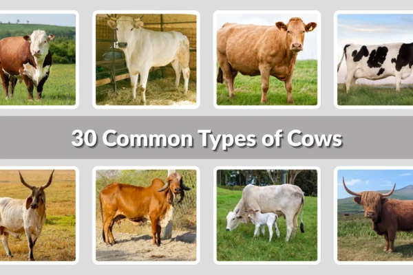 30 Common Types of Cows Identification with Picture