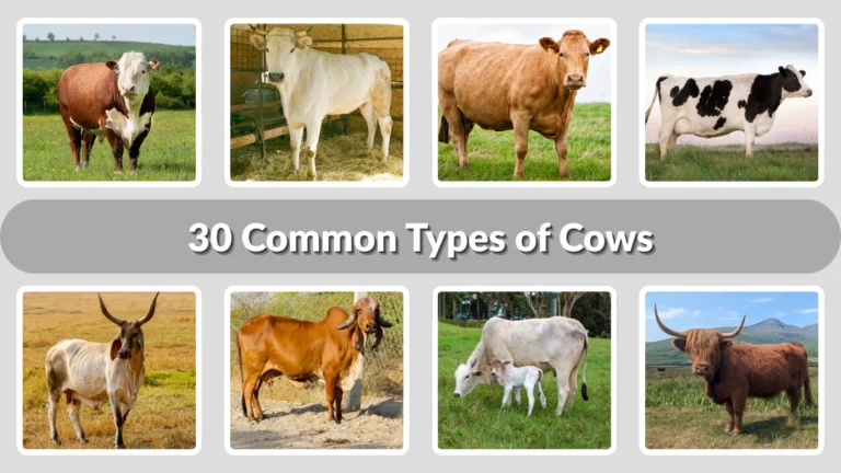 30 Common Types of Cows Identification with Picture
