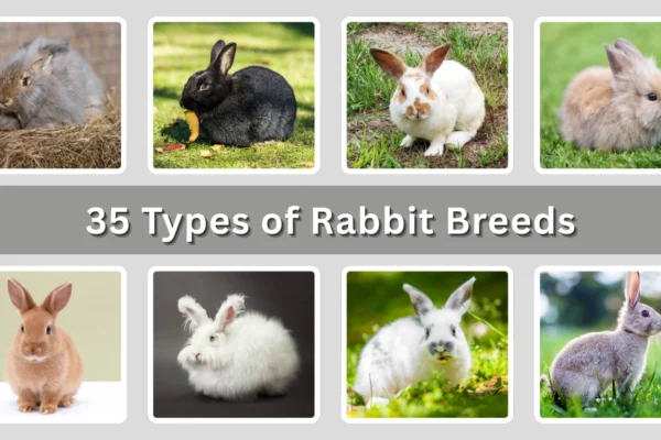 35 Types of Rabbit Breeds Identification with Picture