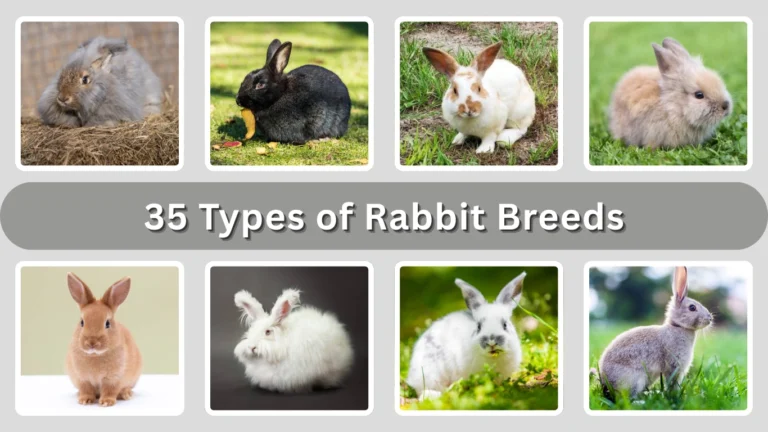 35 Types of Rabbit Breeds Identification with Picture
