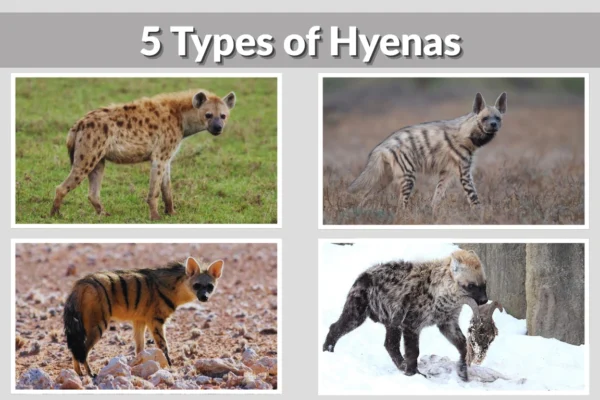 5 Types of Hyenas Identification with Pictures 