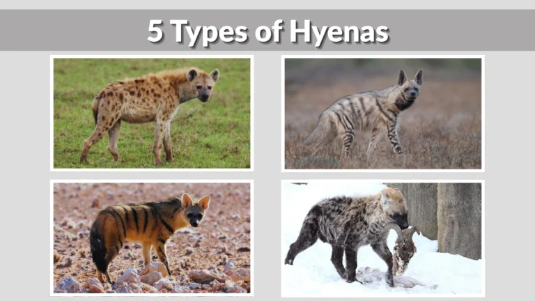 5 Types of Hyenas Identification with Pictures 