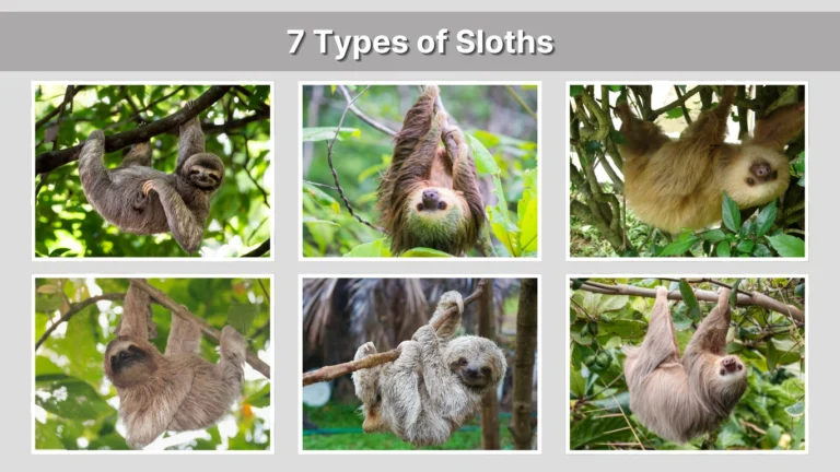 7 Types of Sloths Identification, Pictures ,Habitat & Range