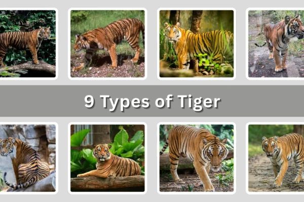 9 Types of Tiger Identification with Pictures