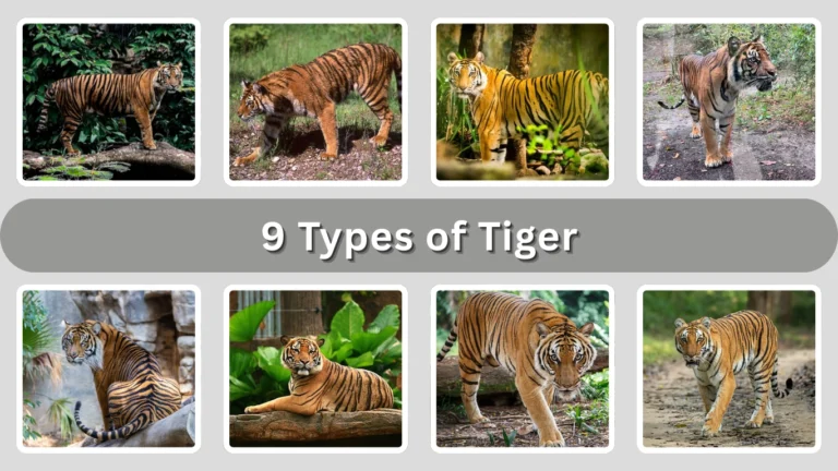 9 Types of Tiger: Identification with Pictures