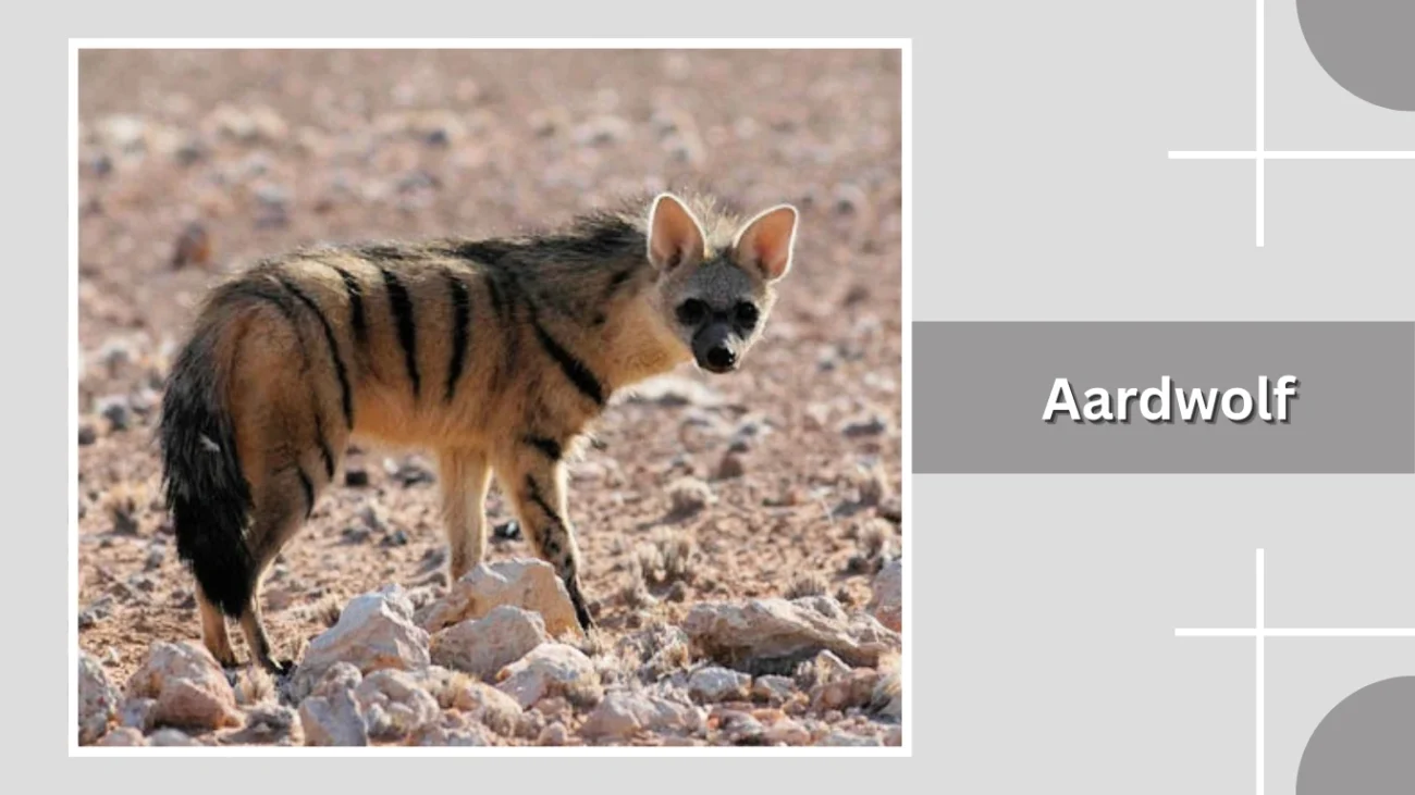 Aardwolf