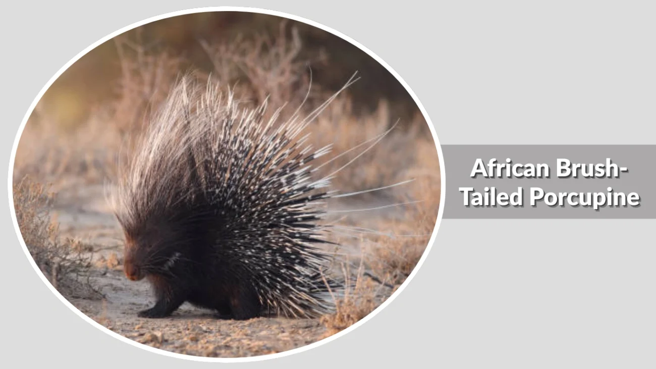 African Brush-Tailed Porcupine